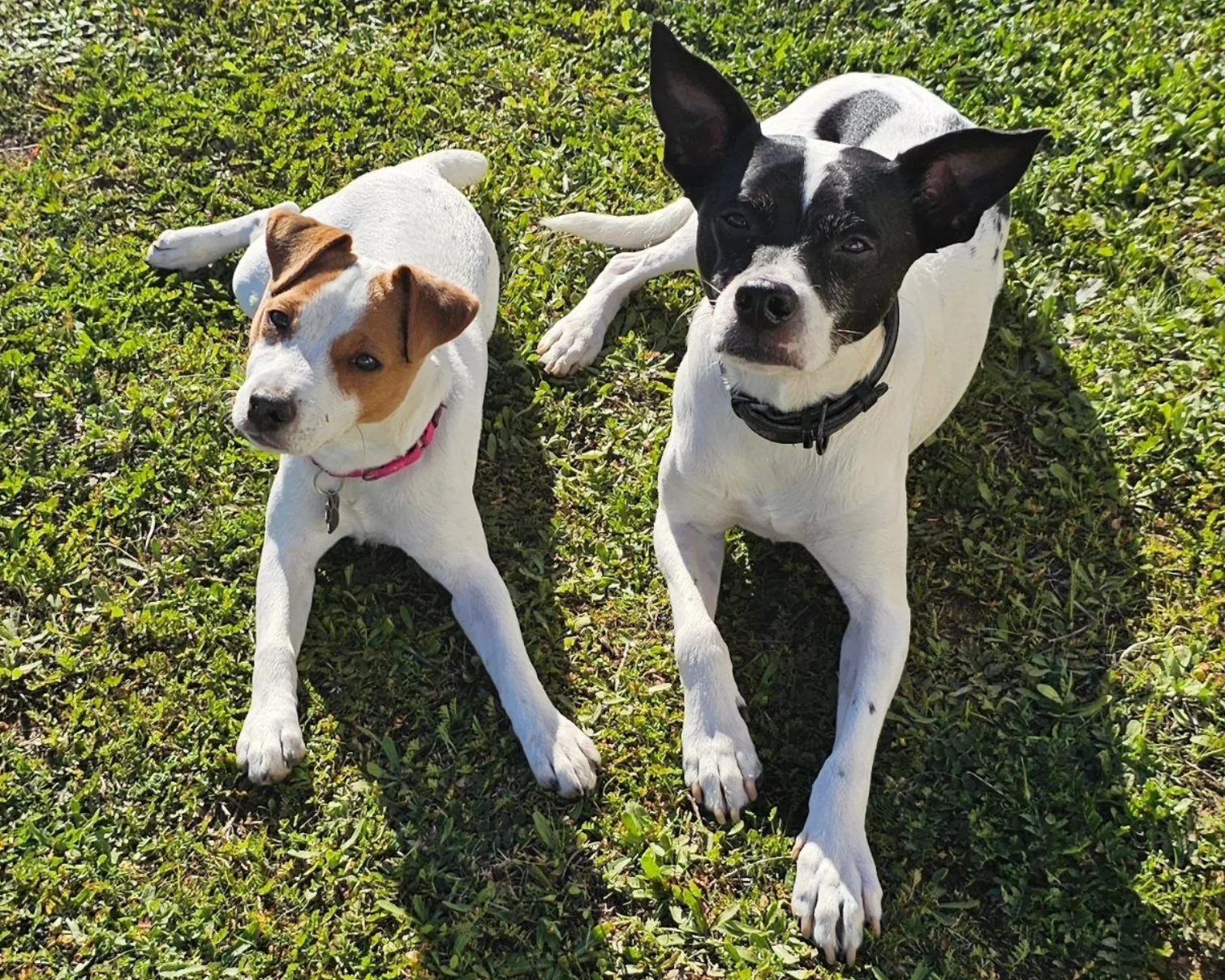 Why Local Dog Owners Choose Our Training Programs 
 
 Training isn’t about tricks. It’s about control, safety, and confidence.Many families in Murrieta call us because they’re dealing with: Pulling hard on leash during neighborhood walksBarking at other dogs at local parksJumping on guestsIgnoring commands outdoorsAnxiety when left aloneA new puppy with no boundaries 
Our 
Expert Dog Training Programs in Murrieta, CA are designed to solve these issues with step-by-step structure. We don’t guess. We assess, plan, and execute.
