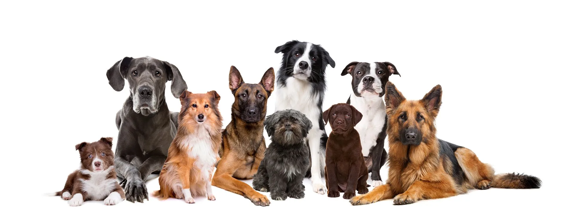 Start Expert Dog Training Programs in Murrieta, CA Today 
 
 Stop managing chaos. Start building control, confidence, and clear communication.Dynamite Dogs Training & Grooming provides structured, results-driven 
Expert Dog Training Programs in Murrieta, CA designed for real life. or 
schedule your consultation to begin your dog’s transformation
