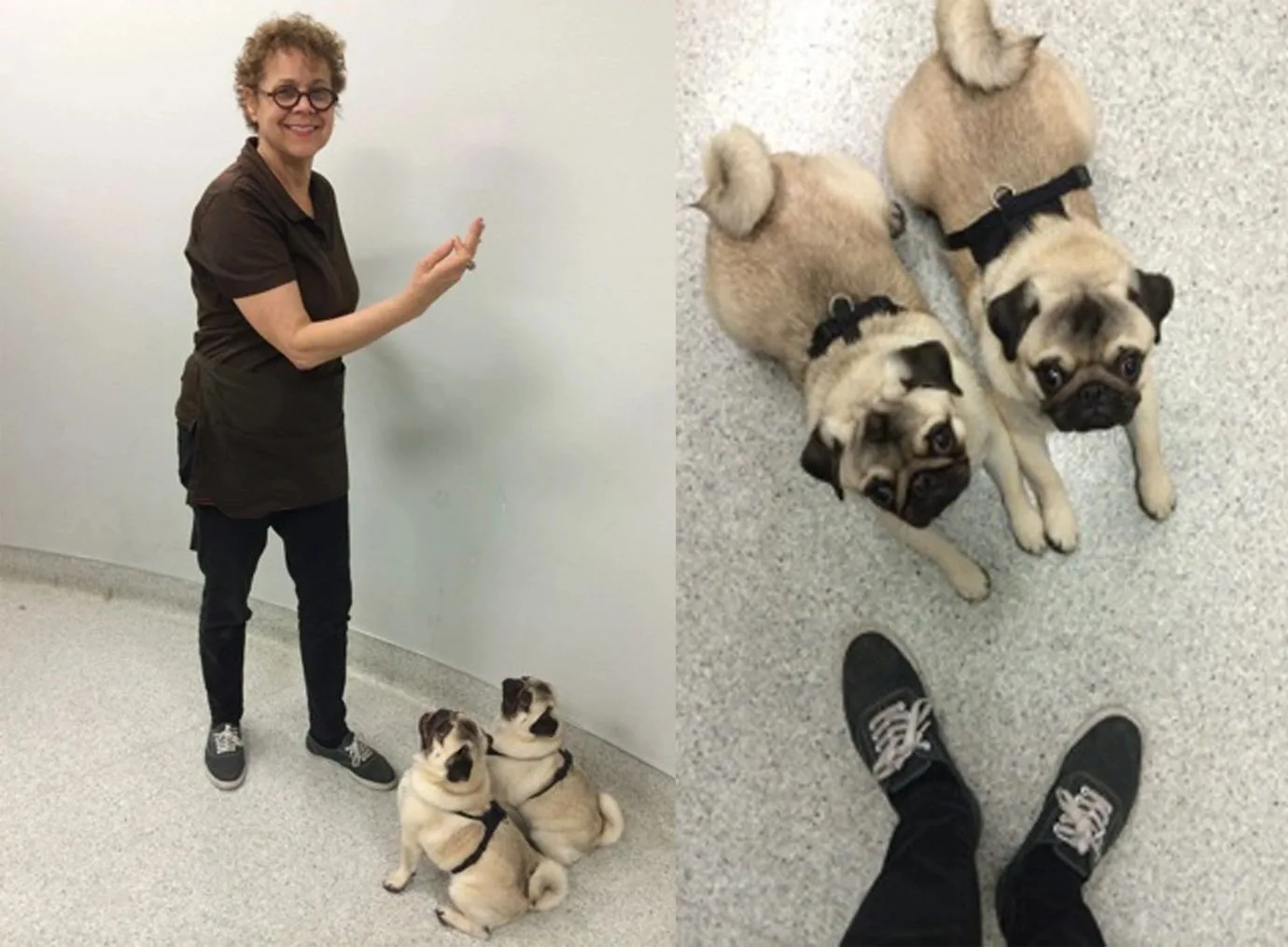 Two pugs sitting attentively near a smiling woman indoors.
