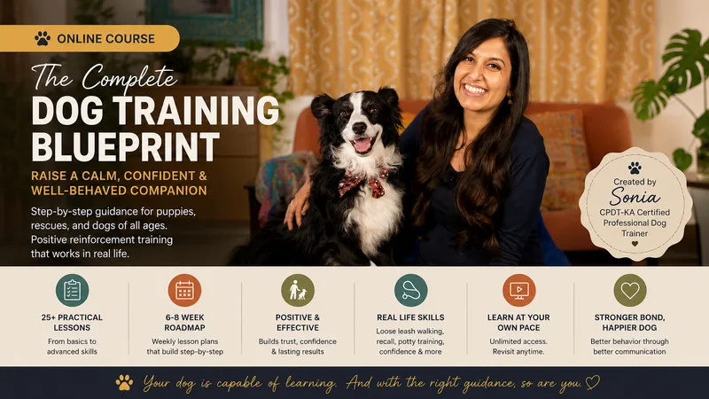 Beginnner Basics Online Course