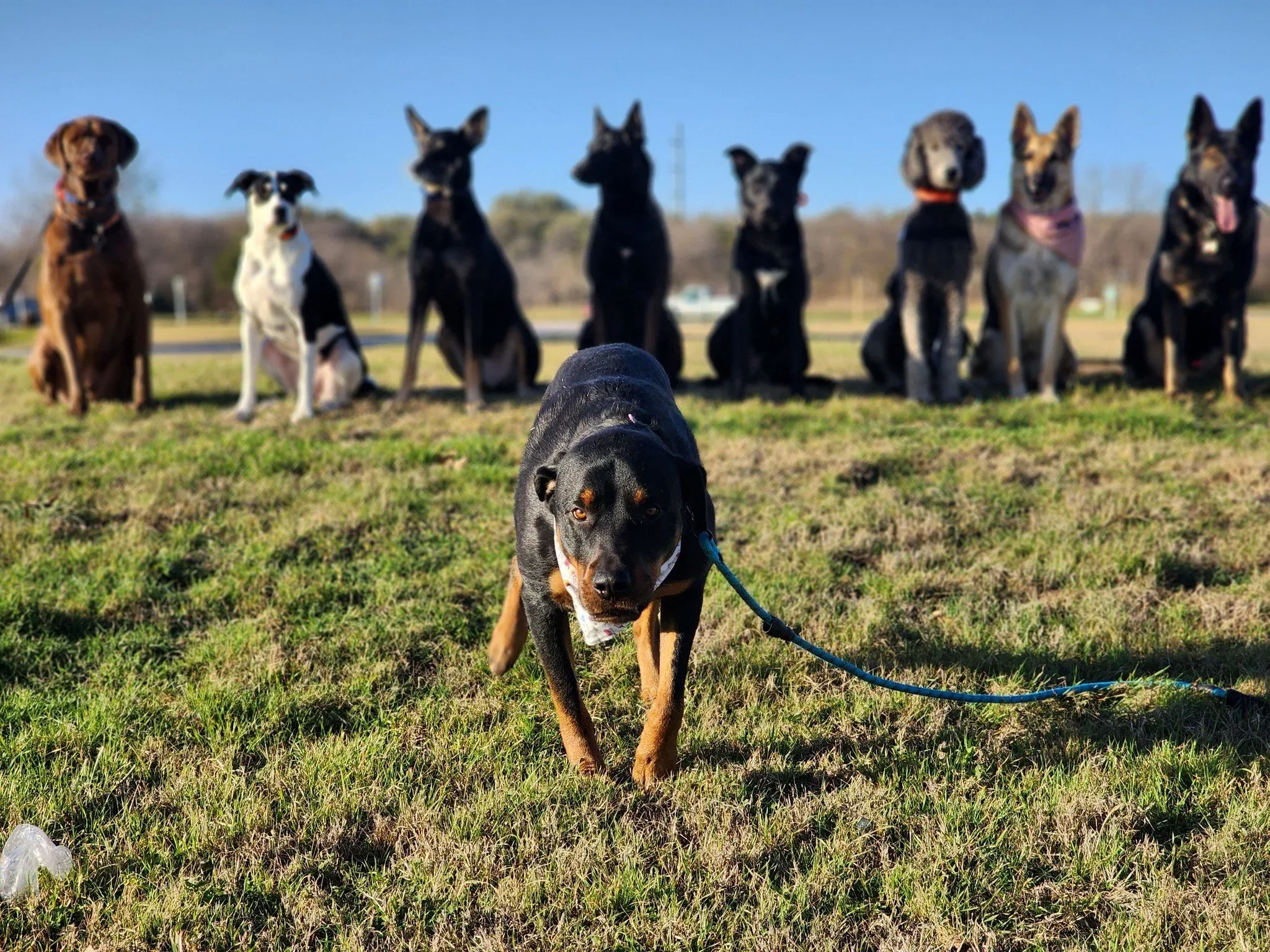 Professional Dog Training & Boarding in Central Texas


  


  
  Real Results, Real RelationshipsTrusted results - driven care for your dog — whether they're learning new skills or staying with us while you're away.