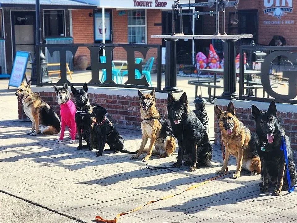 Certified & Experienced
      

      
        
          Multi-certified balanced trainer using the LIMA approach. 10+ years, 1,000+ dogs trained across Central Texas