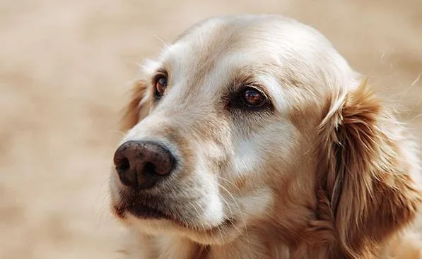 Golden retriever with soulful eyes, looking attentively
