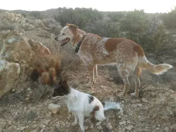 Abundantly Dogs

Carol StubBlefield
CPDT-KAAbundantly Dogs

Carol StubBlefield
CPDT-KAAbundantly Dogs

Carol StubBlefield
CPDT-KAAbundantly Dogs

Carol StubBlefield
CPDT-KAServing, Apple Valley and the high desert area.  Scholarships for adopted dogs, Apple Valley residents. (3)