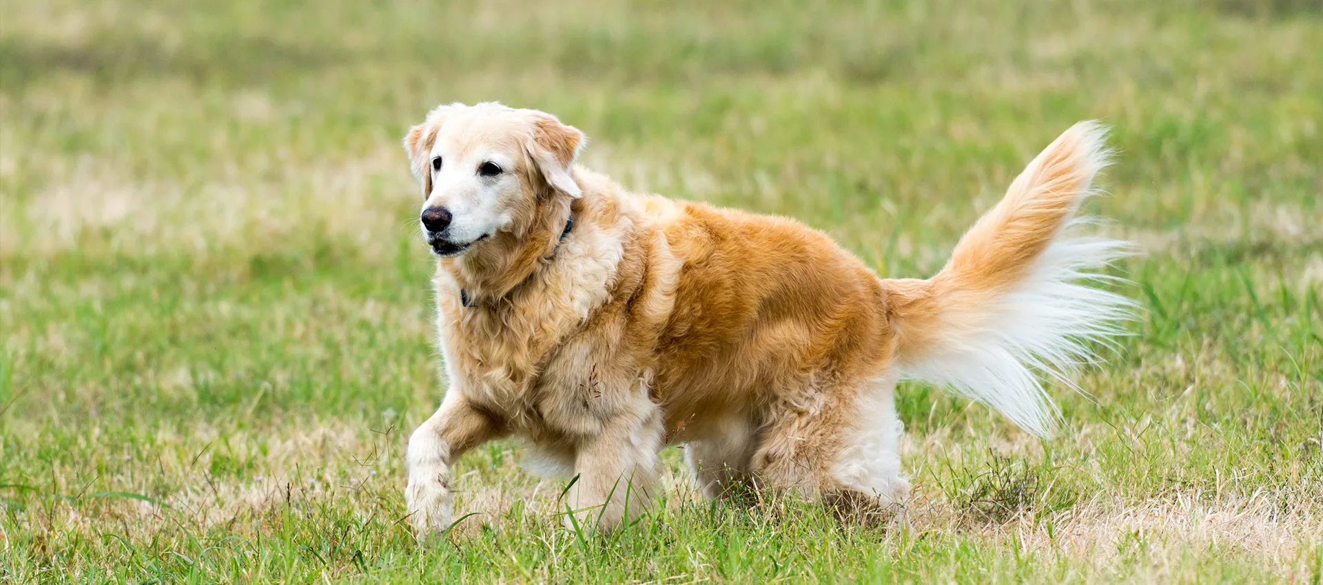 A Refined Canine: Dog Training Services, Puppy Training Services and Dog Boarding in Austin, Round Rock and Georgetown