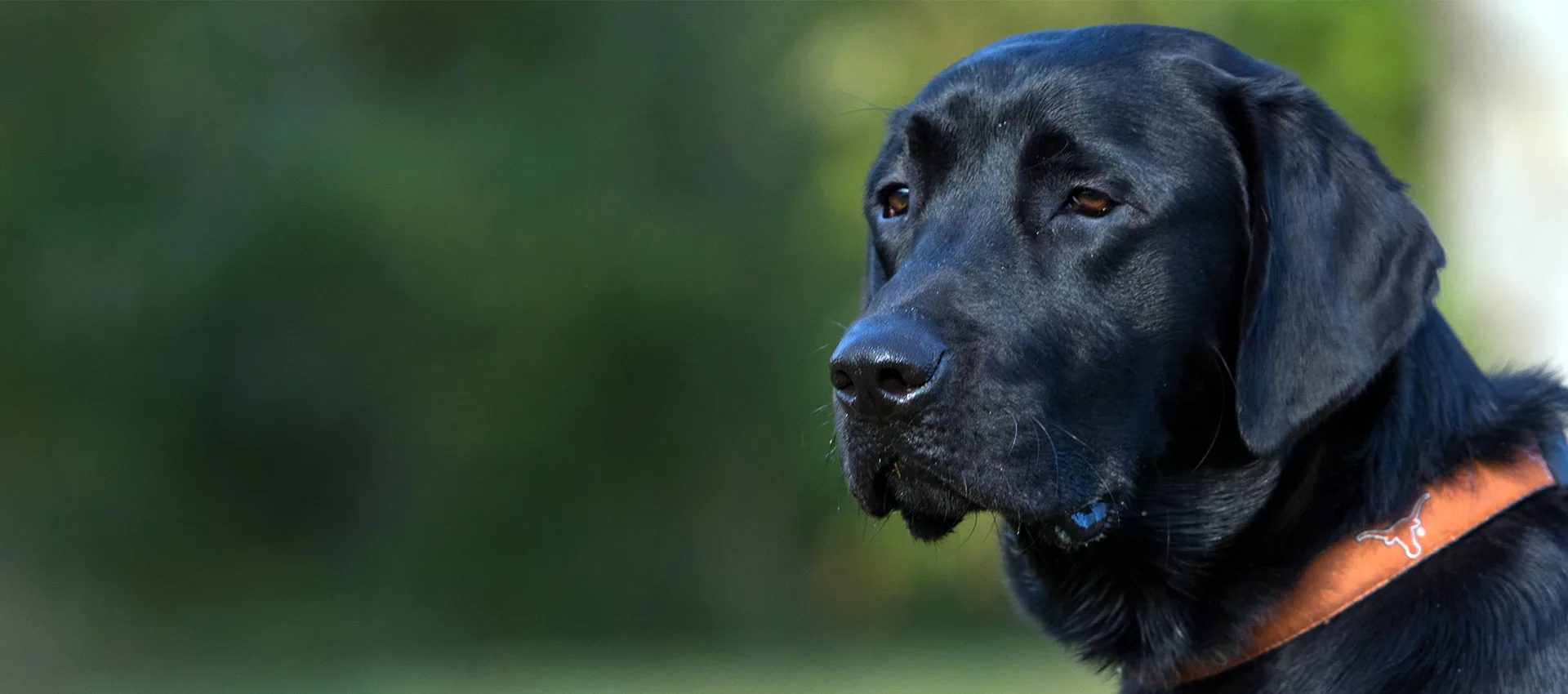 A Refined Canine: Dog Training Services, Puppy Training Services and Dog Boarding in Austin, Round Rock and Georgetown