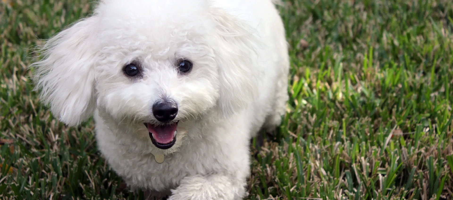 A Refined Canine: Dog Training Services, Puppy Training Services and Dog Boarding in Austin, Round Rock and Georgetown