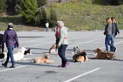 Home
			
			
		
		
			
				Classes
			
			

		
		
			
				About
			
			
		
		
			
				Contact
			
			
		
		
			
				Photos
			
			
		
		
			
				FAQ
			
			
		



				
					
	
	
		
			
						
							
				
					San Bruno Dog Obedience School