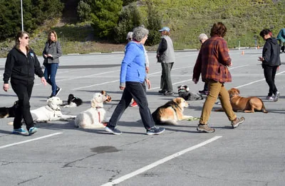 Home
			
			
		
		
			
				Classes
			
			

		
		
			
				About
			
			
		
		
			
				Contact
			
			
		
		
			
				Photos
			
			
		
		
			
				FAQ
			
			
		



				
					
	
	
		
			
						
							
				
					San Bruno Dog Obedience School