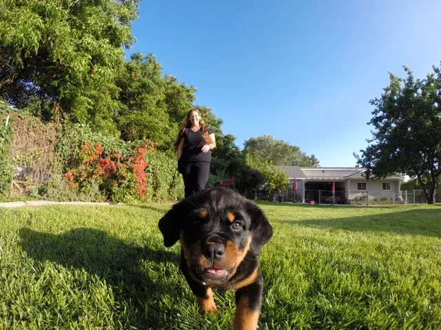 Han_Puppy_IMG_0511.jpeg