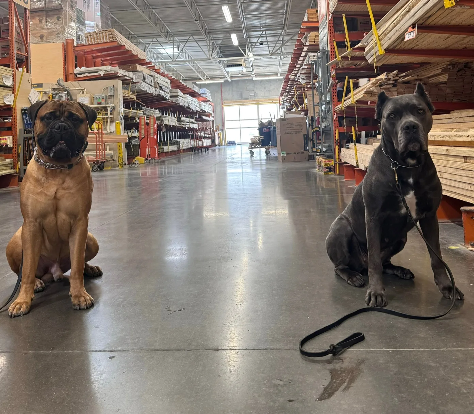 Dogs practicing calm obedience together during a real-world outing