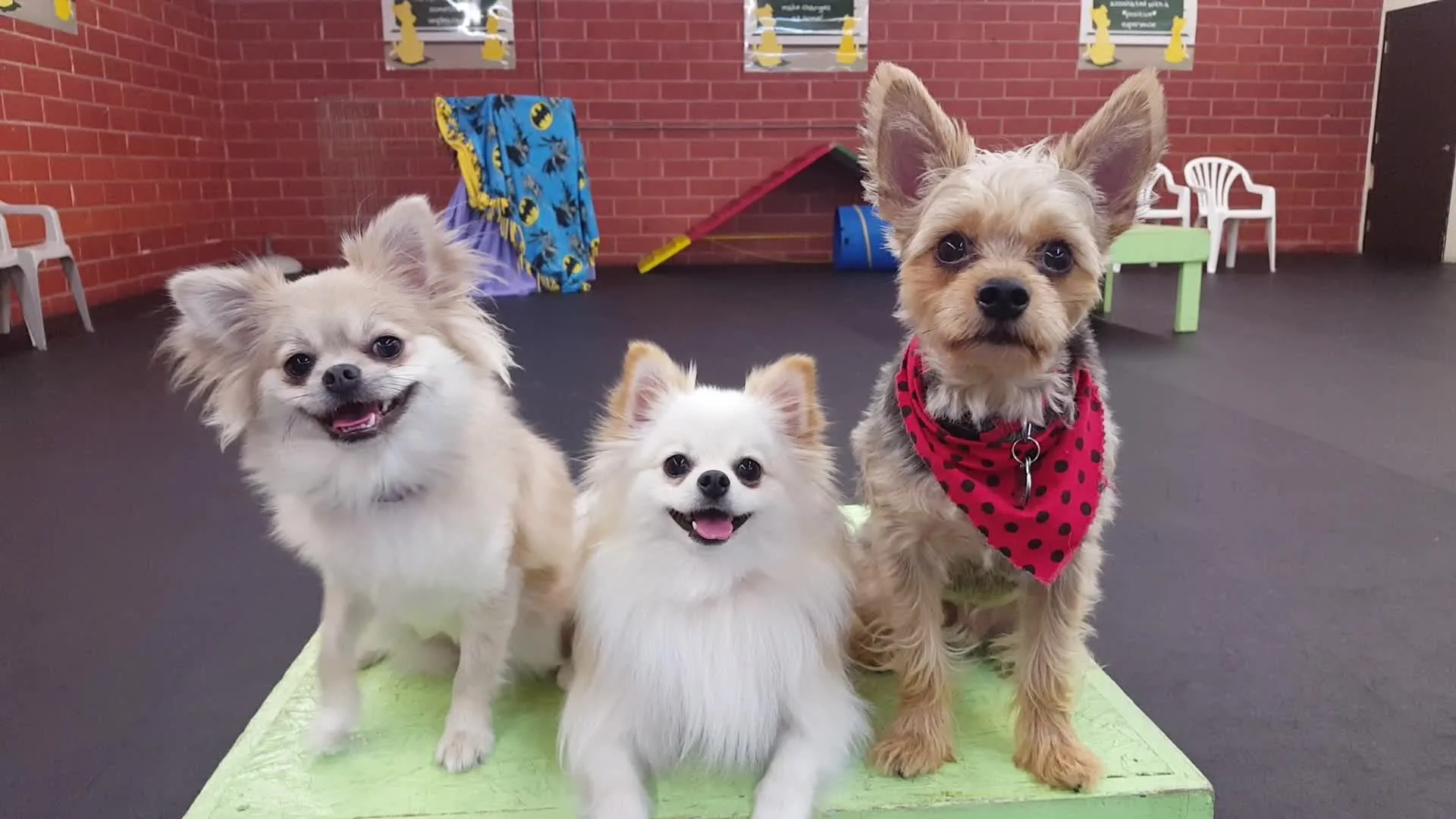 Our trainers use reward based training methods to teach manners and commands to your dog.  In order to solve a dog’s particular behavior issue, we work with the client to eliminate the factors that created it in the first place. Our approach is much more effective than merely offering corrections directed only at the symptoms. Proper training eliminates confusion, which results in increased confidence and less insecurity. So there is a behavioral component to all training we do with your dog.