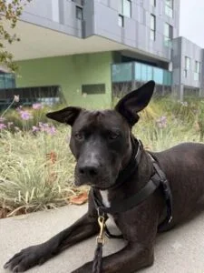 “I know my dog needs professional help, but I have no idea which program actually fits our life.”