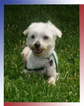 Training People To Train Their Dogs! 
    
    
  Serving The Greater Sacramento Area 
  
  (916) 317-0457 or (916) 560-8611