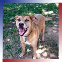 Training People To Train Their Dogs! 
    
    
  Serving The Greater Sacramento Area 
  
  (916) 317-0457 or (916) 560-8611