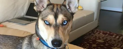HONOR THE DOG.    Fuzzy Wolf Canine Behavioral Training  Jimi DixonDog Behaviorist650-714-6320jimi@fuzzy-wolf.com  HOT TOPICSHomeGROUP CLASSESPRIVATE CLASSESDOG BEHAVIOR ISSUESUNDERSTANDING CANINESTRAIN YOURSELF FIRSTEVENTSTESTIMONIALSAbout MeContact UsPHOTO GALLERYVIDEOSDoggie Protective Services    BRINGING THE BEAUTY OUT OF THE BEAST        UNDERSTANDING CANINES  TRAIN YOURSELF FIRST  DOG BEHAVIOR ISSUES- NEED HELP?  More  More  At Fuzzy-Wolf.we educate the human about their canine pet, give an understanding of how to project leadership through calmness, patience and strength.  Dogs will not follow a weak energy.  If they do not sense leadership, their DNA tells them to take over the situation, because dogs NEED a leader.    More  The first thing to understand about Dog Training is that dogs are not humans in furry suits.  They are animals- honorable creatures that have unique abilities far beyond what we have.  What they DON'T have is a speech center in their brain.  They have language, but often humans try to use human language to train dogs.    Do you have training issues with your dog?  Is  your dog barking, biting, jumping, digging, ripping up the furniture?  Is your dog seemingly frightened of children, garbage trucks, other dogs, noises or humans?  Does your dog guard you, get snappy with other dogs, or chase the cat?