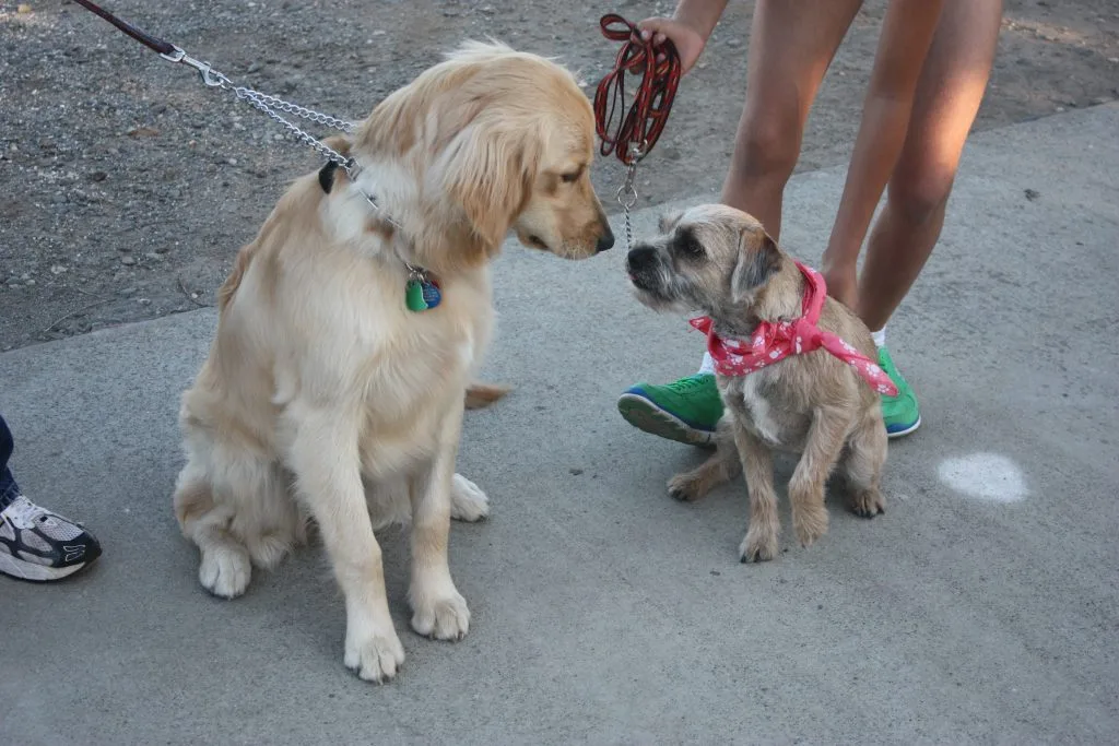 If you have had a bad experience with other trainers or are not getting the results you want from training the dog yourself, call us … we can help!
Obedience Training 100% Guaranteed.
Any age, size or breed.
Don’t complain about your dog….Train your dog!!
530-345-9999
 

             
We will put you back in the driver’s seat.