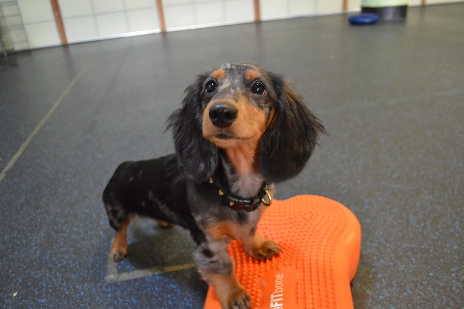 This IN-PERSON class is perfect for starting foundational training or as a solid refresher to reinforce your dog’s progress. Our Level 1: Foundation course uses positive reinforcement to help you build essential skills, including foundational cues, leash walking, recall, and effective communication—strengthening your bond and supporting your dog’s training journey.
 
Location
Training takes place at our facility, in the heart of the mission, where we are connected to the SPCA.
243 Alabama St, San Francisco, 94103
There is plenty of free, unrestricted parking in front of our facility.
 
 
Online Google Classroom
In addition to the in-person training, all students also receive an invitation to an online google classroom on the first day of class. The classroom is populated with additional learning materials, videos, tutorials, and exercises for each class!
 
 
CANCELLATION/ MAKE-UP POLICY:
In you enroll in this class, you assume full responsibility for dates/times.
Making up missed days in different classes is unfortunately not doable. However, you will be enrolled in the Google Classroom and will have all the materials for each class: homework, instructions, and tutorial videos so you can continue training even if you miss a day!
 
 
REFUND POLICY:
Refunds for a class may be able to be met if requested 7 days before the class start date.
If a class is refunded there is a 20% restocking fee.
Once a class has started, we unfortunately cannot refund; exceptions will be made on a case-by-case basis.
PLEASE BE SURE TO CAREFULLY READ TO FULLY UNDERSTAND THE CLASS SCHEDULE AND YOUR SCHEDULE TO COMMIT TO TRAINING. IF THERE ARE QUESTIONS PLEASE LET US KNOW!
We look forward to learning and growing with your beloved pup!