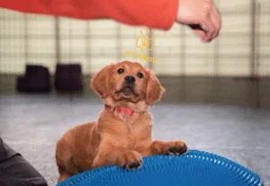 Puppy First Steps is the perfect start for pups 25 weeks or younger.
In this 3-week class, you and your puppy will learn about:

Foundation Leash Walking – Teaching your puppy to walk comfortably on a leash
Basic Cues – Sits, Downs, Attention to Name, and lots more.
Alone Time & Settling – Helping your puppy learn to relax and be comfortable alone or on their mat/crate.
Creating Positive Associations – Building confidence and joy in new situations, people, and environments.

 
Location
Class is held in our facility, located in the heart of the mission, next to the SPCA.
243 Alabama St, San Francisco, 94103
 
 
Online Google Classroom
All Students receive an invitation to an online google classroom the first day of class. The classroom is populated with additional learning materials, videos, tutorials, and exercises for each class!
 
 
CANCELLATION/ MAKE-UP POLICY:
In you enroll in this class, you assume full responsibility for dates/times.
Making up missed days in different classes is unfortunately not doable. However, you will be enrolled in the google classroom that will have all materials for each class: homework, instructions, and tutorial videos so you can continue training even if you miss a day!
 
 
REFUND POLICY:
Refund for a class may be able to be met if requested 7 days before class start date.
If a class is refunded there is a 20% restocking fee.
Once a class has started, we unfortunately cannot refund; exceptions will be made on a case by case basis.
PLEASE BE SURE TO CAREFULLY READ TO FULLY UNDERSTAND THE CLASS SCHEDULE AND YOUR SCHEDULE TO COMMIT TO TRAINING. IF THERE ARE QUESTIONS PLEASE LET US KNOW!
We look forward to learning and growing with your beloved pup!