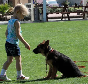 trained puppies