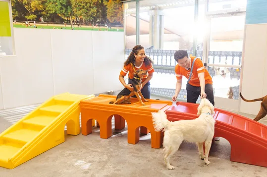 Dogtopia Canine Coaches petting dogs