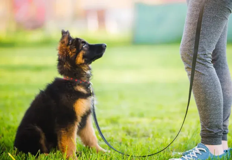 A fluffy German Shepherd puppy sitting on green grass, looking up attentively at its owner who is standing nearby.