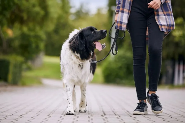 Professional dog walking and leash training session outdoors