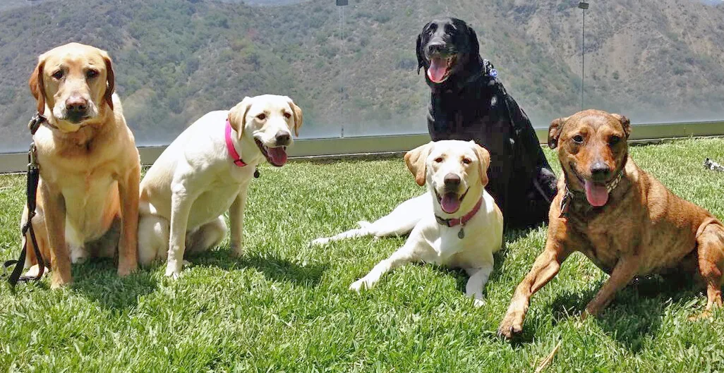 In-Home Dog Training
		
	 A private session with Tamar is conducted in the comfort of your own home, one on one with you and your doggie (and anyone else that is a part of your dog’s life), creating a custom-dog training program to fit your needs.
Get Started