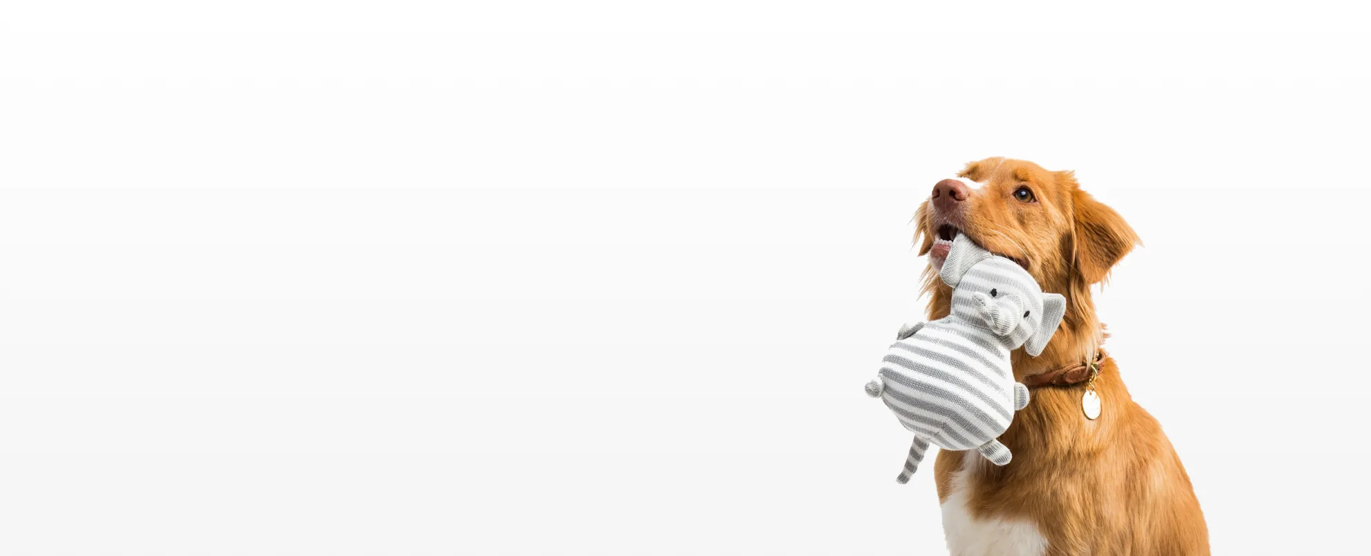 Providing you with the skills and confidence to communicate personally with your dog


  

 



  
    
    
      
      




  
    BOOK FREE CONSULTATION
  
  





    
  
    
    
      
    
  



  
  Serving the greater Dallas/Fort Worth area