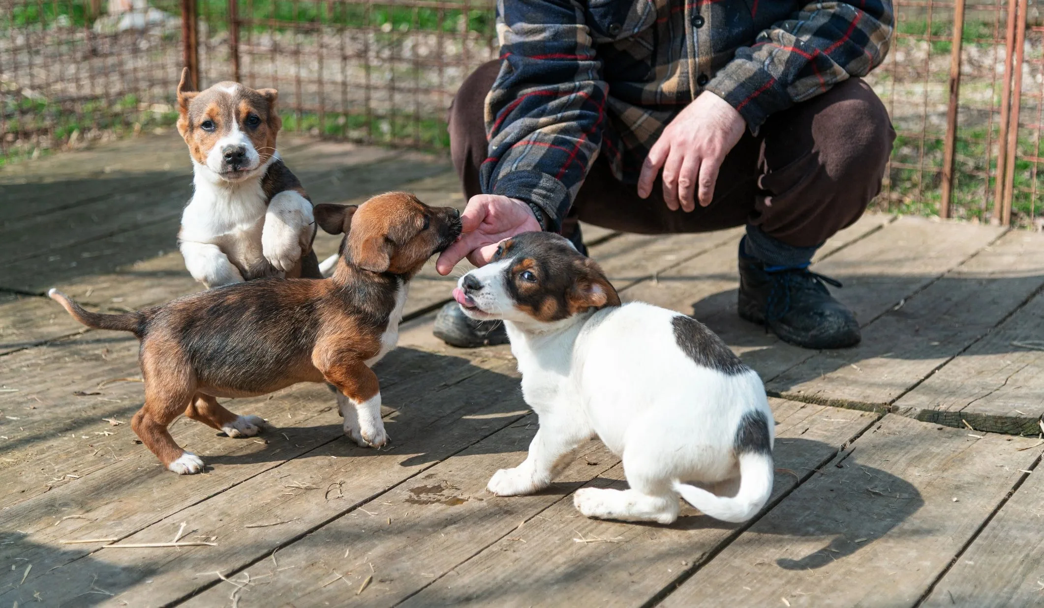 Three playful puppies interacting with a person on a wooden floor outdoors.