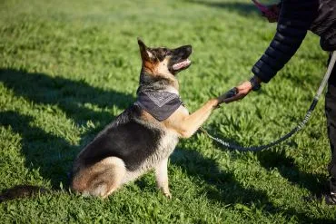 German Shepherd shaking hands with a person outdoors.