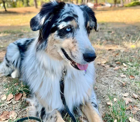 Handsome Milo