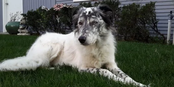 A white and black speckled dog lying on green grass.