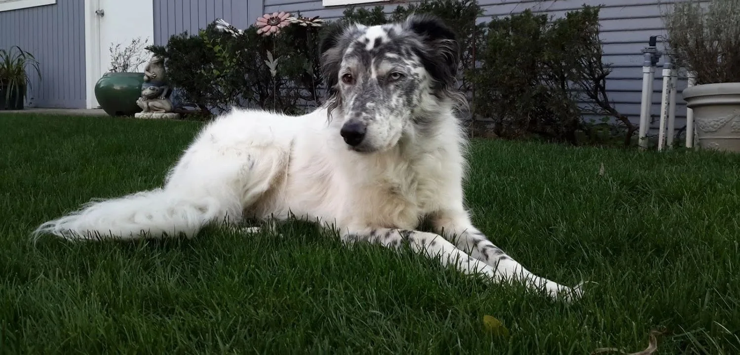 A white and black speckled dog lying on green grass.