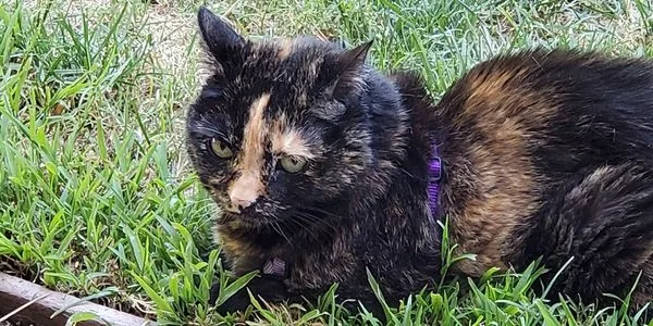 Tortoiseshell cat resting in the grass.