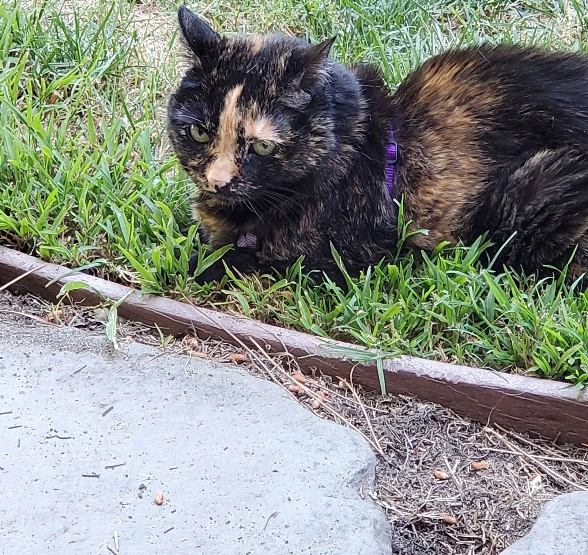 Tortoiseshell cat resting in the grass.
