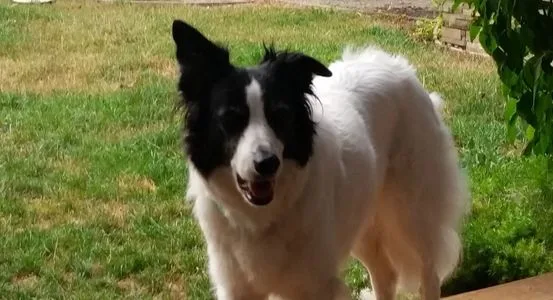 Black and white dog standing on grass outside.