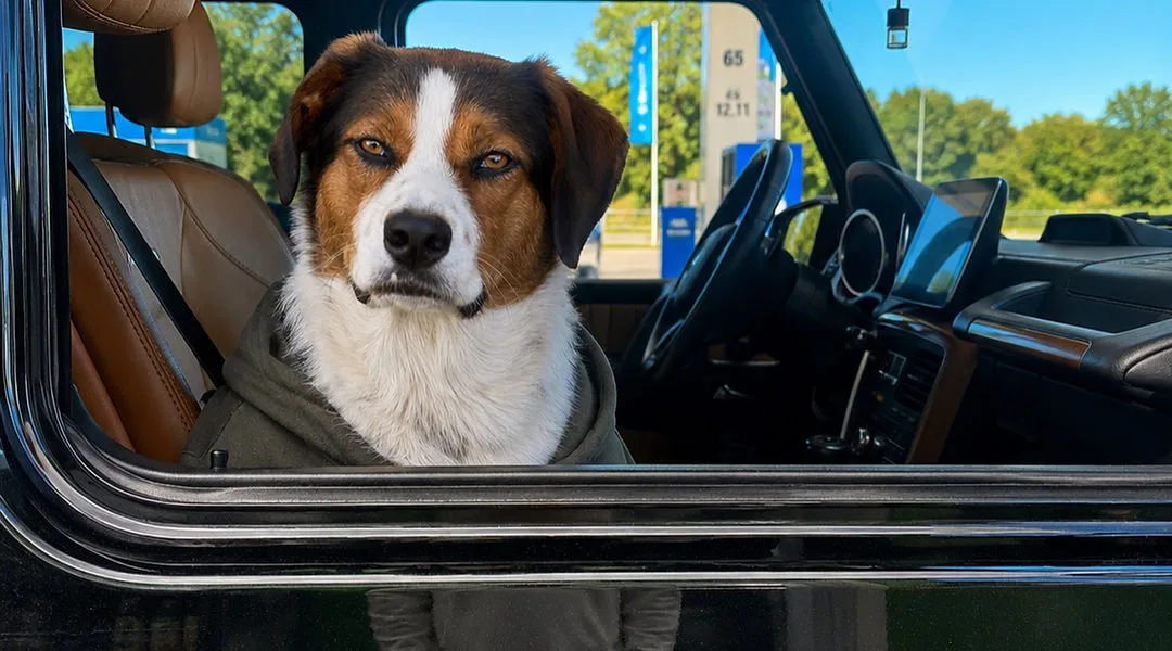 top of pageSkip to Main ContentHomeAbout

    
        
        
        
    

Steve AyalaMeet Rocko 🐾 My Beagle-Aussie mix who ignored me at first, yet became my trusted partner.

Now, he helps guide and comfort every pup in our care, supporting even the most reactive dogs with calm confidence. Full pricing , no hidden fees.Local K9 Dog TrainerRocko is my trusted neutral partner who helps reactive or nervous dogs find their calm. He provides a safe environment for your dog to learn confidence and focus.Let's connectbottom of page