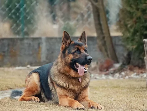 Golan Dogs — dog training in Poway, CA (2)