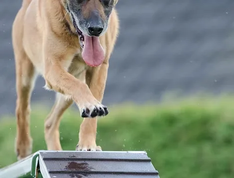 Golan Dogs — dog training in Poway, CA (3)