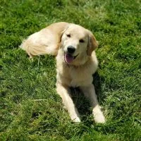 We specialize in the rehabilitation of aggressive and reactive dogs along with creating a solid foundation for the general family companion. Many of the unwanted traits become apparent when dogs are not given the right stimulus that they need to cope with city living. We strive to bring a sense of balance back to the canine, that is gone due to the social constraints of urban living. We train their human companions on how to effectively communicate with their furry friend to achieve a peaceful and enjoyable lifestyle.We have been doing dog training as a company for 7 years. Our trainers have experience working with and training dogs for a collective 35+ years. Our Trainers come from a vast background of careers such as Law Enforcement, Animal Control, Animal Shelter work, and various other non-animal related fields. We train many civilian dogs but we also work with local law enforcement agencies as well as service companions. NexGen K9 grew organically out of a love for dogs and the excitement of seeing them learn to master skills that were inherent to them from birth. From there it expanded to taking dogs that no one else wanted or could handle and showing them a better way of life through calmness and leadership.About UsWe also offer what we call "Functional Obedience" training.  These behaviors can be taught to puppies as well as senior dogs (Yes, you can teach an old dog new tricks) to ensure that your dog understands how to remain calm when guests arrive at the house as well as reliable recall even when distracted.​​To ensure your new pup has a great foundation in house breaking, basic commands, proper socialization, and pack structure give us a call. We will help you give your pup the best chances of avoiding the common mistakes people make that end up causing frustration and unwanted behaviors later.At NexGen K9 we use a combination of techniques or "methods". We constantly update our skills by attending seminars and clinics. This enables us to offer a wide array of problem solving skills to employ with your dog and help achieve a balanced four-legged partner.Robert PeladeauRob has been professionally training dogs for the last 25 + years. Previously working for an International Company, he then decided 10 years ago that it was time to open up his own business and that when NexGen K9 Training started. Rob is very well versed in all fields of dog training, but he is especially known for his ability to work with aggression and rehabilitation in some of the most severely aggressive dogs.   Samantha LindquistPrior to becoming a dog trainer, Samantha worked and competed with horses. After that she worked in Animal Care and Control where she specialized in animal behavior and rescue placement and then she decided she wanted to further help dogs by joining the NexGen K9 team 7 years ago and do behavior and training full time. Meet The Team