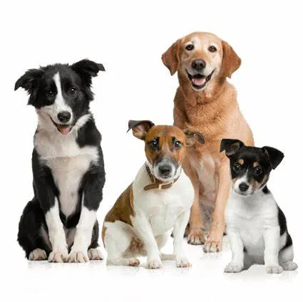 Group Lessons
Join our engaging group lessons to enhance your dog’s skills and socialization in a supportive environment.