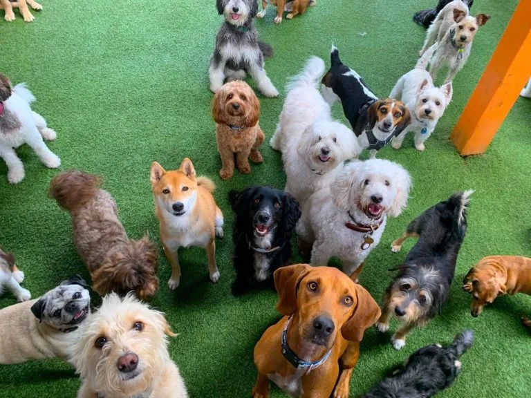 Boarding and Daycare
We Talk Dog offers the alternative to traditional boarding.  We go beyond fulfilling a dog’s basic needs and incorporate the benefits of daycare with spacious suites for eating and sleeping.  Dogs that stay overnight boarding are automatically enrolled in daycare during their stay. Our daycare program includes spacious indoor/outdoor, supervised group play areas featuring our K-9 turf, toys, wading pools, and of course, We Talk Dog handlers.

    Learn More