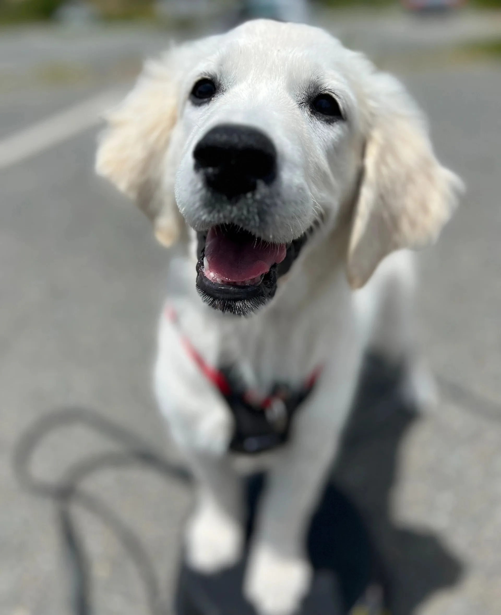 What I offer1:1 lessonsBoard and TrainsBoard and TrainsOur pups are the center of our lives, at least mine is! Through our training plan we can address current issues as well as prevent future ones from arising. We will create a confident dog who wants to  work and learn with us.Find out moreBoard and TrainsBoard and TrainsBoard and TrainsBoard and trains are a great way for me to teach your dog clear communication and foundations. In this we can work on anything from obedience to behavior modification. I believe that you should be involved in your dog's training, even if they are away. We will schedule times to have session during and after boarding.Find out moreGroup classBoard and TrainsGroup classGroup classes are a great way to teach your dog how to act around different distractions. These classes will give you and your dog the skills to earn your Canine Good Citizen (CGC), an ACK title.Find out more