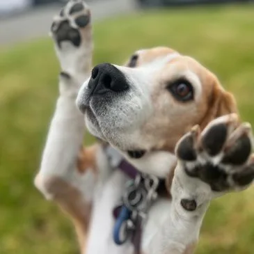 What I offer1:1 lessonsBoard and TrainsBoard and TrainsOur pups are the center of our lives, at least mine is! Through our training plan we can address current issues as well as prevent future ones from arising. We will create a confident dog who wants to  work and learn with us.Find out moreBoard and TrainsBoard and TrainsBoard and TrainsBoard and trains are a great way for me to teach your dog clear communication and foundations. In this we can work on anything from obedience to behavior modification. I believe that you should be involved in your dog's training, even if they are away. We will schedule times to have session during and after boarding.Find out moreGroup classBoard and TrainsGroup classGroup classes are a great way to teach your dog how to act around different distractions. These classes will give you and your dog the skills to earn your Canine Good Citizen (CGC), an ACK title.Find out more