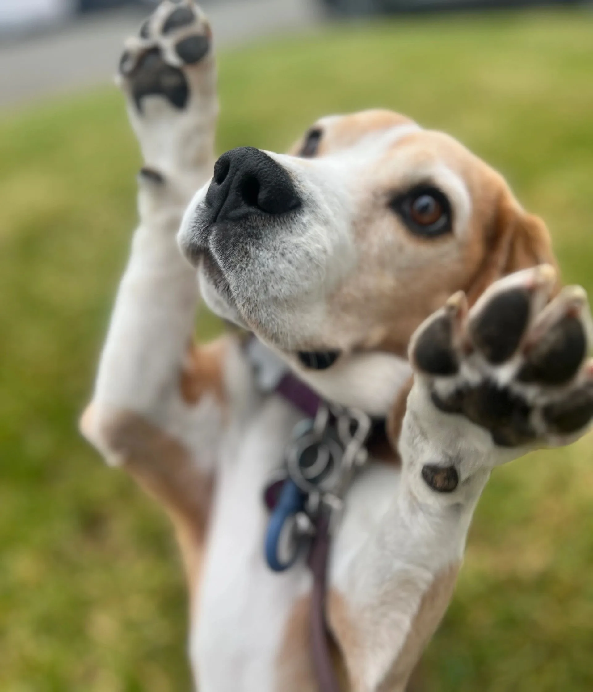 What I offer1:1 lessonsBoard and TrainsBoard and TrainsOur pups are the center of our lives, at least mine is! Through our training plan we can address current issues as well as prevent future ones from arising. We will create a confident dog who wants to  work and learn with us.Find out moreBoard and TrainsBoard and TrainsBoard and TrainsBoard and trains are a great way for me to teach your dog clear communication and foundations. In this we can work on anything from obedience to behavior modification. I believe that you should be involved in your dog's training, even if they are away. We will schedule times to have session during and after boarding.Find out moreGroup classBoard and TrainsGroup classGroup classes are a great way to teach your dog how to act around different distractions. These classes will give you and your dog the skills to earn your Canine Good Citizen (CGC), an ACK title.Find out more