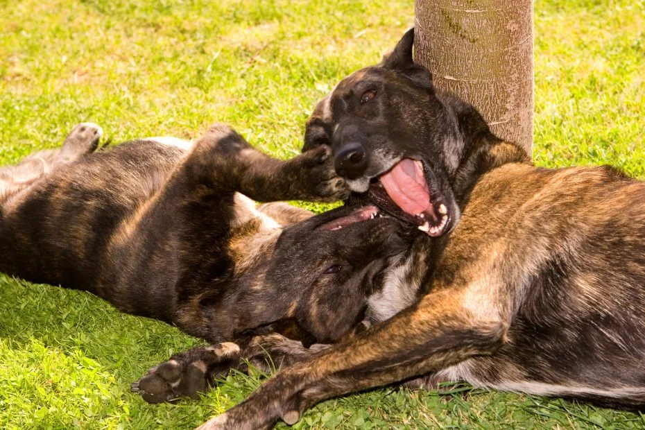 24/7 Boutique Private Dog Training
	
		
			Dog Behavior Specialist Santa Monica | Aggressive & Reactive Dog Training Los Angeles
Private Dog Training for Aggressive, Reactive, Fearful & Challenging Dogs
Click Here to Book Your Private Session
A Different Approach to Dog Training 
When your dog is struggling with aggression, fear, anxiety, reactivity, or other unwanted behavior, you want more than someone who simply teaches commands. You want someone who can change the dog’s behavior, keeping his wonderful personality, while removing the unwanted behaviors.
You want someone who can understand your dog.
Leonard Ludovico has a remarkable ability to read a dog's body language, behavior, and communication—helping him recognize what may be contributing to the problem and you’re your dog needs. He changes the dog. Then passes the handling skills and techniques on to you, spending enough time with you, to help you know what to do and how to do it to keep the dog in the same place as when the dog was with Leonard.
There is no cookie-cutter program or one-size-fits-all approach. Leonard works directly with each dog and owner to create an individualized path for you and your dog, so you have a smooth, happy, easy, safe relationship.
We Help Dogs With
Aggression • Fear & Anxiety • Leash Aggression • Resource Guarding • Excessive Barking • Impulse-Control Problems • Over-Arousal • Challenging Behavior at Home or in Public
Whether the problem happens around other dogs, strangers, on walks, or at home, the goal is to understand the dog behind the behavior.
This is about more than obedience. It is about helping your dog become calmer, more responsive, more confident, and easier to live with—while giving you a better understanding of your dog and how to work together.
What You and Your Dog Can Gain
Living with a dog with serious behavioral challenges can be stressful and overwhelming.
The goal is to help create positive changes that make everyday life easier for both you and your dog.
Depending on your dog's individual needs, you may see improvement in communication, confidence, responsiveness, and your ability to handle everyday situations together.
A calmer dog. A more confident owner. A better relationship.
Private 1-on-1 Dog Training
Start With a 1.5-Hour Private Training Session
This is not simply a conversation about your dog's problems.
Leonard works with your dog hands-on during the session, observing body language, behavior, reactions, and communication while beginning to address the issues you are experiencing.
You will also gain a clearer understanding of your dog's behavior and what may be contributing to it.
Personal. Direct. Individualized to your dog.
Need a More Immersive Training Experience?
3-Week Private Dog Boot Camp
For dogs that may benefit from a more intensive training experience, Dominant Dogs offers a highly personalized 3-Week Private Dog Boot Camp in Santa Monica. 24/7 Private Dog Behavior Rehabilitation & Training
Your dog stays with Leonard in a private home environment with 24/7 care and supervision. Only a limited number of dogs are accepted at one time, allowing each dog to receive extensive training, structure, guidance, and individual attention.
Learn About the 3-Week Dog Boot Camp
 Ready to Start?
Take the first step toward a better understanding of your dog and positive changes in your life together.
Schedule Your Initial 1.5-Hour Private Training Session
Click Here to Book Your Private Session
 

		
	

	
		
			


Led by professional dog behaviorist Leonard Ludovico, Dominant Dogs works with dogs of all breeds, sizes, and temperaments.
Expert Training for Challenging Dog Behaviors
We help resolve a wide range of behavior issues, including:

 	Dog aggression (toward people or other dogs)
 	Leash reactivity
 	Fear-based behaviors and anxiety
 	Separation anxiety
 	Resource guarding
 	Obedience and impulse control issues

Our goal is not just obedience—but a calm, confident, and well-mannered dog
you can trust at home and in public.
What Makes Dominant Dogs Different
Many clients come to us after working with multiple trainers without success.

 	Clear communication
 	Trust and respect
 	Structure and leadership
 	Owner education and accountability

Professional Dog Behaviorist You Can Trust
Why Choose Leonard Ludovico

 	Aggression & complex case specialist
 	Concierge-level dog training & boot camp
 	Long-term results

Aggressive Dog Training Near You
If you’re searching for aggressive dog training near you, Dominant Dogs is here to help.



 
		
	

	
		
			📍 Serving Santa Monica, Los Angeles, and surrounding areas
Ready to get started? Click the link below to schedule your private session and take the first step toward lasting behavioral change for you and your dog.
Disclaimer: Results vary based on the dog, owner participation, and consistency. Dominant Dogs does not guarantee specific outcomes. Training involves inherent risks, especially with aggressive or reactive dogs.


		
	
Meet LeonardSee ServicesTraining tailored to your dog
	
		
			Leonard spends 16 hours a day, 336 hours with your dog in Doggie Boot Camp. Whether your dog needs help with basic manners, aggression, separation anxiety, barking, fearfulness or rehabilitation—Leonard will implement a plan that is specific to you and your dog’s needs.

		
	
ServicesDoggie BootcampsA 3-week intensive program where your dog is with Leonard 24/7.
In-person trainingWe work on one behavior per session with hands on training with you and your dog.
Virtual trainingSessions focus on teaching you how to regain the power balance with your dog.

	
		
			3 Week Doggie Boot Camp

		
	

	
		
			1 Hour 1-on-1 Dog Training


		
	

	
		
			1 Hour Virtual Training Session


		
	
Why Leonard is Different
	
		
			A big part of eradicating your dog’s behavior is teaching you how to connect with your dog on the animal level instead of the human level. The relationship needs to be one of balance, trust, respect, structure, and leadership. Leonard will teach you how to maintain the transformation once your dog’s training is complete.

		
	
Meet LeonardSee what people are sayingI brought my 9-yr old, lab-mix rescue to Leonard for consultation prior to boot camp. Within the first 15 min of the visit, I could already see my dog transforming into a dog that I had not previously experienced. Read Full ReviewI had the best experience with Leonard. He was professional, to the point, and kind. Leonard is a master of his profession and changed the way I now see my dog (for the better) and the respect and bond that I have with my dog.Read Full ReviewElliott spent 3 weeks with Leonard and we met up with him during and after that time to review skills. Now Elliott can easily walk by other dogs on a leash without reacting. He is also much better behaved at home because we have better routines with him.Read Full ReviewMy fiancé and I just finished our two hour consultation with Leonard and our two dogs. It may have been the most constructive 2 hours we've spent with our dogs since we've had them. As a matter of fact, it DEFINITELY was. We are confident that those two hours will change our relationship with our dogs forever. Read Full ReviewTwo months after my dog has been home from doggy boot camp. I don't have any problems barking like I had before or being aggressive in the house or in front of the house.  I don't even have any problems with her being aggressive in the car anymore.  Also she's not aggressive with me personally.Read Full ReviewWe are thankful everyday for our decision to work with Leonard. Our French Bulldog Yoshi is doing so great. We are able to see light at the end of the tunnel with a dog that listens to us. I cannot say enough of the life change that we are experiencing in our lives through the work with Leonard.Read Full ReviewLeonard is a great trainer who really knows what he is doing. I'm so glad my boyfriend and I decided to take our rescue pup to training. Even though our puppy is technically a senior dog Leonard was still willing to train him. Read Full ReviewWe are now about a month out after she finished bootcamp and she is a truly changed dog! Leonard not only gave her the confidence to handle her anxiety, but also taught her how to walk away when she is around something she doesn't like (e.g. new people, loud noises, the Roomba, etc...). Read Full ReviewI brought my 9-yr old, lab-mix rescue to Leonard for consultation prior to boot camp. Within the first 15 min of the visit, I could already see my dog transforming into a dog that I had not previously experienced. Read Full ReviewI had the best experience with Leonard. He was professional, to the point, and kind. Leonard is a master of his profession and changed the way I now see my dog (for the better) and the respect and bond that I have with my dog.Read Full ReviewElliott spent 3 weeks with Leonard and we met up with him during and after that time to review skills. Now Elliott can easily walk by other dogs on a leash without reacting. He is also much better behaved at home because we have better routines with him.Read Full ReviewMy fiancé and I just finished our two hour consultation with Leonard and our two dogs. It may have been the most constructive 2 hours we've spent with our dogs since we've had them. As a matter of fact, it DEFINITELY was. We are confident that those two hours will change our relationship with our dogs forever. Read Full ReviewTwo months after my dog has been home from doggy boot camp. I don't have any problems barking like I had before or being aggressive in the house or in front of the house.  I don't even have any problems with her being aggressive in the car anymore.  Also she's not aggressive with me personally.Read Full ReviewWe are thankful everyday for our decision to work with Leonard. Our French Bulldog Yoshi is doing so great. We are able to see light at the end of the tunnel with a dog that listens to us. I cannot say enough of the life change that we are experiencing in our lives through the work with Leonard.Read Full ReviewLeonard is a great trainer who really knows what he is doing. I'm so glad my boyfriend and I decided to take our rescue pup to training. Even though our puppy is technically a senior dog Leonard was still willing to train him. Read Full ReviewWe are now about a month out after she finished bootcamp and she is a truly changed dog! Leonard not only gave her the confidence to handle her anxiety, but also taught her how to walk away when she is around something she doesn't like (e.g. new people, loud noises, the Roomba, etc...). Read Full Reviewprevious slidenext slideSEE MORE REVIEWS See Dominant Dogs in Action!
	
		
			A trainer you can truly trust! Check out Leonard in action and get to know some of his doggie pals in training.

		
	


            This error message is only visible to WordPress admins
        Error: API requests are being delayed for this account. New posts will not be retrieved.Log in as an administrator and view the Instagram Feed settings page for more details.        
	
    
		    
    
	    	            
            
	            	                        
	                    
	                            
	                                    
                                                Jan 10
	                
	                                
	                                        
            

        

    

        
	    
    


    
	    	            
            
	            	                        
	                    
	                            
	                                    
                                                Jan 10
	                
	                                
	                                        
            

        

    

        
	    
    


    
	    	            
            
	            	                        
	                    
	                            
	                                    
                                                Jan 10
	                
	                                
	                                        
            

        

    

        
	    
    


    
	    	            
            
	            	                        
	                    
	                            
	                                    
                                                Jan 10
	                
	                                
	                                        
            

        

    

        
	    
    


    
	    	            
            
	            	                        
	                    
	                            
	                                    
                                                Jan 10
	                
	                                
	                                        
            

        

    

        
	    
    


    
	    	            
            
	            	                        
	                    
	                            
	                                    
                                                Jan 10
	                
	                                
	                                        
            

        

    

        
	    
    


    
	    	            
            
	            	                        
	                    
	                            
	                                    
                                                Jan 10
	                
	                                
	                                        
            

        

    

        
	    
    


    
	    	            
            
	            	                        
	                    
	                            
	                                    
                                                Jan 10
	                
	                                
	                                        
            

        

    

        
	    
    


    
	    	            
            
	            	                        
	                    
	                            
	                                    
                                                Jan 10
	                
	                                
	                                        
            

        

    

        
	    
    


    
	    	            
            
	            	                        
	                    
	                            
	                                    
                                                Jan 10
	                
	                                
	                                        
            

        

    

        
	    
    


    
	    	            
            
	            	                        
	                    
	                            
	                                    
                                                Jan 10
	                
	                                
	                                        
            

        

    

        
	    
    


    
	    	            
            
	            	                        
	                    
	                            
	                                    
                                                Jan 10
	                
	                                
	                                        
            

        

    

        
	    
    


    
	    	            
            
	            	                        
	                    
	                            
	                                    
                                                Jan 10
	                
	                                
	                                        
            

        

    

        
	    
    


    
	    	            
            
	            	                        
	                    
	                            
	                                    
                                                Jan 10
	                
	                                
	                                        
            

        

    

        
	    
    


    
	    	            
            
	            	                        
	                    
	                            
	                                    
                                                Jan 10
	                
	                                
	                                        
            

        

    

        
	    
    



	

	
	

	    
	        
        



More Info
	
		
			Learn more about Leonard’s methods and how you can help your dog be their happiest self.

		
	
New Studies Show Dogs Can Sense When You are StressedJanuary 13, 2023Have you ever noticed how your dog seems to know when something is wrong, even…KEEP READINGDog Training Tips for New Dog OwnersDecember 9, 2022In order to help both you and your dog to enjoy a happy life together,…KEEP READINGHow to Train an Aggressive DogOctober 10, 2022No one wants an overly aggressive dog. They're often known as the "bad boys" of…KEEP READINGWhat Is Intuition?December 12, 2022It’s instinctively knowing or feeling something without really knowing how or why because there is…KEEP READINGDog Expert Leonard Ludovico Rehabilitates Dogs for Aggression, Separation AnxietyDecember 8, 2022Los Angeles, CA Dogs may be man’s best friend, but when there is an imbalance…KEEP READING
	
		
			
  
    
    
      Professional Aggressive Dog Trainer in Santa Monica
      When a dog develops aggressive behavior, it can become stressful and overwhelming for both the dog and the owner. At Dominant Dogs, we specialize in aggressive dog training in Santa Monica, helping dogs overcome behavioral challenges and regain balance.
      Aggression in dogs can appear in many forms, including leash reactivity, territorial aggression, fear-based aggression, and dominance-related behavior. Our training programs focus on understanding the root cause of aggression and implementing structured behavior modification techniques that produce long-term results.
      Our approach is not simply about controlling behavior; it is about helping dogs learn better communication, trust, and leadership. Through consistent training and guidance, we help dogs become calm, stable, and confident companions.
    

    
    
      Understanding Aggressive Dog Behavior
      Aggressive dog behavior often develops due to fear, lack of leadership, poor socialization, or traumatic experiences. Many dogs react aggressively when they feel threatened or confused about their environment.
      Common types of aggression include:

      
        
          🐕‍🦺
          Dog-to-dog aggression
        
        
          🏡
          Territorial aggression
        
        
          🍖
          Resource guarding
        
        
          😨
          Fear aggression
        
        
          ⛓️
          Leash aggression
        
      
      By evaluating the dog’s history, environment, and triggers, we develop a training plan that addresses the root cause of the behavior rather than simply managing symptoms.
    

    
    
      Aggressive Dog Behavior Training Programs
      Dominant Dogs offers specialized training programs designed to address serious behavioral issues.
      Our programs include:

      
        
          🏕️
          Dog Training Boot Camp
          An immersive program designed to reshape behavior through consistent training and structured routines.
        
        
          👤
          Private Dog Training Sessions
          Personalized training sessions that focus on specific behavioral challenges and owner education.
        
      
      Each program focuses on building trust, leadership, and clear communication between dog and owner.
    

    
    
      Our Behavior Modification Training Method
      Our training philosophy focuses on balanced behavior modification methods that prioritize clear communication and structured leadership.
      Training techniques include:

      
        
          🔍
          Controlled exposure training
        
        
          🧠
          Behavioral conditioning
        
        
          💪
          Confidence-building exercises
        
        
          🗓️
          Structured routines
        
        
          📖
          Owner education and coaching
        
      
      By combining these methods, we create a stable environment where dogs can learn appropriate responses and develop calm, balanced behavior.
    

    
    
      Why Dog Owners Choose Dominant Dogs
      Dog owners across Santa Monica choose Dominant Dogs because of our experience working with difficult and aggressive dogs.
      Key reasons clients trust our programs include:

      
        
          Experience with complex behavior cases
        
        
          Proven training techniques
        
        
          Individualized training plans
        
        
          Focus on long-term behavior rehabilitation
        
      
      We believe every dog has the potential to improve with the right guidance and structure.
    

    
    
      Dog Training Services in Santa Monica
      In addition to aggressive dog training, we offer a variety of professional dog training services.
      Services include:

      
        
          🛠️
          Behavior modification training
        
        
          👤
          Private dog training sessions
        
        
          🏕️
          Dog training boot camp programs
        
        
          🔍
          Behavior consultations
        
      
      Our programs are designed to help dogs become more confident, responsive, and balanced.
    

    
    
      Serving Santa Monica Dog Owners
      Dominant Dogs proudly provides professional dog training services throughout Santa Monica and surrounding communities. Our training programs are designed to help local dog owners manage challenging behaviors and build stronger relationships with their pets.
    

    
    
      Start Your Dog’s Training Transformation Today
      If your dog struggles with aggression or difficult behavior, professional training can make a significant difference. Dominant Dogs provides structured training programs that help dogs develop calm, stable behavior.
      Contact our team today to learn more about our aggressive dog training programs and begin your dog’s transformation.
      Schedule Aggressive Dog Training Consultation
    

    
    
      FAQs
      
        
          Can aggressive dogs be trained?
          Yes. With proper behavior modification and structured training, many aggressive dogs can significantly improve.
        
        
          How long does aggressive dog training take?
          The timeline varies depending on the severity of the behavior, but consistent training can produce noticeable improvements within weeks.
        
        
          What causes aggression in dogs?
          Aggression can be caused by fear, lack of socialization, past trauma, or unclear leadership.
        
        
          Is professional training necessary for aggressive dogs?
          Professional trainers have the experience and tools needed to safely manage and modify aggressive behavior.
