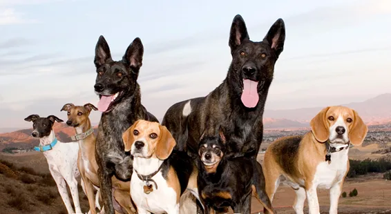 24/7 Boutique Private Dog Training
	
		
			Dog Behavior Specialist Santa Monica | Aggressive & Reactive Dog Training Los Angeles
Private Dog Training for Aggressive, Reactive, Fearful & Challenging Dogs
Click Here to Book Your Private Session
A Different Approach to Dog Training 
When your dog is struggling with aggression, fear, anxiety, reactivity, or other unwanted behavior, you want more than someone who simply teaches commands. You want someone who can change the dog’s behavior, keeping his wonderful personality, while removing the unwanted behaviors.
You want someone who can understand your dog.
Leonard Ludovico has a remarkable ability to read a dog's body language, behavior, and communication—helping him recognize what may be contributing to the problem and you’re your dog needs. He changes the dog. Then passes the handling skills and techniques on to you, spending enough time with you, to help you know what to do and how to do it to keep the dog in the same place as when the dog was with Leonard.
There is no cookie-cutter program or one-size-fits-all approach. Leonard works directly with each dog and owner to create an individualized path for you and your dog, so you have a smooth, happy, easy, safe relationship.
We Help Dogs With
Aggression • Fear & Anxiety • Leash Aggression • Resource Guarding • Excessive Barking • Impulse-Control Problems • Over-Arousal • Challenging Behavior at Home or in Public
Whether the problem happens around other dogs, strangers, on walks, or at home, the goal is to understand the dog behind the behavior.
This is about more than obedience. It is about helping your dog become calmer, more responsive, more confident, and easier to live with—while giving you a better understanding of your dog and how to work together.
What You and Your Dog Can Gain
Living with a dog with serious behavioral challenges can be stressful and overwhelming.
The goal is to help create positive changes that make everyday life easier for both you and your dog.
Depending on your dog's individual needs, you may see improvement in communication, confidence, responsiveness, and your ability to handle everyday situations together.
A calmer dog. A more confident owner. A better relationship.
Private 1-on-1 Dog Training
Start With a 1.5-Hour Private Training Session
This is not simply a conversation about your dog's problems.
Leonard works with your dog hands-on during the session, observing body language, behavior, reactions, and communication while beginning to address the issues you are experiencing.
You will also gain a clearer understanding of your dog's behavior and what may be contributing to it.
Personal. Direct. Individualized to your dog.
Need a More Immersive Training Experience?
3-Week Private Dog Boot Camp
For dogs that may benefit from a more intensive training experience, Dominant Dogs offers a highly personalized 3-Week Private Dog Boot Camp in Santa Monica. 24/7 Private Dog Behavior Rehabilitation & Training
Your dog stays with Leonard in a private home environment with 24/7 care and supervision. Only a limited number of dogs are accepted at one time, allowing each dog to receive extensive training, structure, guidance, and individual attention.
Learn About the 3-Week Dog Boot Camp
 Ready to Start?
Take the first step toward a better understanding of your dog and positive changes in your life together.
Schedule Your Initial 1.5-Hour Private Training Session
Click Here to Book Your Private Session
 

		
	

	
		
			


Led by professional dog behaviorist Leonard Ludovico, Dominant Dogs works with dogs of all breeds, sizes, and temperaments.
Expert Training for Challenging Dog Behaviors
We help resolve a wide range of behavior issues, including:

 	Dog aggression (toward people or other dogs)
 	Leash reactivity
 	Fear-based behaviors and anxiety
 	Separation anxiety
 	Resource guarding
 	Obedience and impulse control issues

Our goal is not just obedience—but a calm, confident, and well-mannered dog
you can trust at home and in public.
What Makes Dominant Dogs Different
Many clients come to us after working with multiple trainers without success.

 	Clear communication
 	Trust and respect
 	Structure and leadership
 	Owner education and accountability

Professional Dog Behaviorist You Can Trust
Why Choose Leonard Ludovico

 	Aggression & complex case specialist
 	Concierge-level dog training & boot camp
 	Long-term results

Aggressive Dog Training Near You
If you’re searching for aggressive dog training near you, Dominant Dogs is here to help.



 
		
	

	
		
			📍 Serving Santa Monica, Los Angeles, and surrounding areas
Ready to get started? Click the link below to schedule your private session and take the first step toward lasting behavioral change for you and your dog.
Disclaimer: Results vary based on the dog, owner participation, and consistency. Dominant Dogs does not guarantee specific outcomes. Training involves inherent risks, especially with aggressive or reactive dogs.


		
	
Meet LeonardSee ServicesTraining tailored to your dog
	
		
			Leonard spends 16 hours a day, 336 hours with your dog in Doggie Boot Camp. Whether your dog needs help with basic manners, aggression, separation anxiety, barking, fearfulness or rehabilitation—Leonard will implement a plan that is specific to you and your dog’s needs.

		
	
ServicesDoggie BootcampsA 3-week intensive program where your dog is with Leonard 24/7.
In-person trainingWe work on one behavior per session with hands on training with you and your dog.
Virtual trainingSessions focus on teaching you how to regain the power balance with your dog.

	
		
			3 Week Doggie Boot Camp

		
	

	
		
			1 Hour 1-on-1 Dog Training


		
	

	
		
			1 Hour Virtual Training Session


		
	
Why Leonard is Different
	
		
			A big part of eradicating your dog’s behavior is teaching you how to connect with your dog on the animal level instead of the human level. The relationship needs to be one of balance, trust, respect, structure, and leadership. Leonard will teach you how to maintain the transformation once your dog’s training is complete.

		
	
Meet LeonardSee what people are sayingI brought my 9-yr old, lab-mix rescue to Leonard for consultation prior to boot camp. Within the first 15 min of the visit, I could already see my dog transforming into a dog that I had not previously experienced. Read Full ReviewI had the best experience with Leonard. He was professional, to the point, and kind. Leonard is a master of his profession and changed the way I now see my dog (for the better) and the respect and bond that I have with my dog.Read Full ReviewElliott spent 3 weeks with Leonard and we met up with him during and after that time to review skills. Now Elliott can easily walk by other dogs on a leash without reacting. He is also much better behaved at home because we have better routines with him.Read Full ReviewMy fiancé and I just finished our two hour consultation with Leonard and our two dogs. It may have been the most constructive 2 hours we've spent with our dogs since we've had them. As a matter of fact, it DEFINITELY was. We are confident that those two hours will change our relationship with our dogs forever. Read Full ReviewTwo months after my dog has been home from doggy boot camp. I don't have any problems barking like I had before or being aggressive in the house or in front of the house.  I don't even have any problems with her being aggressive in the car anymore.  Also she's not aggressive with me personally.Read Full ReviewWe are thankful everyday for our decision to work with Leonard. Our French Bulldog Yoshi is doing so great. We are able to see light at the end of the tunnel with a dog that listens to us. I cannot say enough of the life change that we are experiencing in our lives through the work with Leonard.Read Full ReviewLeonard is a great trainer who really knows what he is doing. I'm so glad my boyfriend and I decided to take our rescue pup to training. Even though our puppy is technically a senior dog Leonard was still willing to train him. Read Full ReviewWe are now about a month out after she finished bootcamp and she is a truly changed dog! Leonard not only gave her the confidence to handle her anxiety, but also taught her how to walk away when she is around something she doesn't like (e.g. new people, loud noises, the Roomba, etc...). Read Full ReviewI brought my 9-yr old, lab-mix rescue to Leonard for consultation prior to boot camp. Within the first 15 min of the visit, I could already see my dog transforming into a dog that I had not previously experienced. Read Full ReviewI had the best experience with Leonard. He was professional, to the point, and kind. Leonard is a master of his profession and changed the way I now see my dog (for the better) and the respect and bond that I have with my dog.Read Full ReviewElliott spent 3 weeks with Leonard and we met up with him during and after that time to review skills. Now Elliott can easily walk by other dogs on a leash without reacting. He is also much better behaved at home because we have better routines with him.Read Full ReviewMy fiancé and I just finished our two hour consultation with Leonard and our two dogs. It may have been the most constructive 2 hours we've spent with our dogs since we've had them. As a matter of fact, it DEFINITELY was. We are confident that those two hours will change our relationship with our dogs forever. Read Full ReviewTwo months after my dog has been home from doggy boot camp. I don't have any problems barking like I had before or being aggressive in the house or in front of the house.  I don't even have any problems with her being aggressive in the car anymore.  Also she's not aggressive with me personally.Read Full ReviewWe are thankful everyday for our decision to work with Leonard. Our French Bulldog Yoshi is doing so great. We are able to see light at the end of the tunnel with a dog that listens to us. I cannot say enough of the life change that we are experiencing in our lives through the work with Leonard.Read Full ReviewLeonard is a great trainer who really knows what he is doing. I'm so glad my boyfriend and I decided to take our rescue pup to training. Even though our puppy is technically a senior dog Leonard was still willing to train him. Read Full ReviewWe are now about a month out after she finished bootcamp and she is a truly changed dog! Leonard not only gave her the confidence to handle her anxiety, but also taught her how to walk away when she is around something she doesn't like (e.g. new people, loud noises, the Roomba, etc...). Read Full Reviewprevious slidenext slideSEE MORE REVIEWS See Dominant Dogs in Action!
	
		
			A trainer you can truly trust! Check out Leonard in action and get to know some of his doggie pals in training.

		
	


            This error message is only visible to WordPress admins
        Error: API requests are being delayed for this account. New posts will not be retrieved.Log in as an administrator and view the Instagram Feed settings page for more details.        
	
    
		    
    
	    	            
            
	            	                        
	                    
	                            
	                                    
                                                Jan 10
	                
	                                
	                                        
            

        

    

        
	    
    


    
	    	            
            
	            	                        
	                    
	                            
	                                    
                                                Jan 10
	                
	                                
	                                        
            

        

    

        
	    
    


    
	    	            
            
	            	                        
	                    
	                            
	                                    
                                                Jan 10
	                
	                                
	                                        
            

        

    

        
	    
    


    
	    	            
            
	            	                        
	                    
	                            
	                                    
                                                Jan 10
	                
	                                
	                                        
            

        

    

        
	    
    


    
	    	            
            
	            	                        
	                    
	                            
	                                    
                                                Jan 10
	                
	                                
	                                        
            

        

    

        
	    
    


    
	    	            
            
	            	                        
	                    
	                            
	                                    
                                                Jan 10
	                
	                                
	                                        
            

        

    

        
	    
    


    
	    	            
            
	            	                        
	                    
	                            
	                                    
                                                Jan 10
	                
	                                
	                                        
            

        

    

        
	    
    


    
	    	            
            
	            	                        
	                    
	                            
	                                    
                                                Jan 10
	                
	                                
	                                        
            

        

    

        
	    
    


    
	    	            
            
	            	                        
	                    
	                            
	                                    
                                                Jan 10
	                
	                                
	                                        
            

        

    

        
	    
    


    
	    	            
            
	            	                        
	                    
	                            
	                                    
                                                Jan 10
	                
	                                
	                                        
            

        

    

        
	    
    


    
	    	            
            
	            	                        
	                    
	                            
	                                    
                                                Jan 10
	                
	                                
	                                        
            

        

    

        
	    
    


    
	    	            
            
	            	                        
	                    
	                            
	                                    
                                                Jan 10
	                
	                                
	                                        
            

        

    

        
	    
    


    
	    	            
            
	            	                        
	                    
	                            
	                                    
                                                Jan 10
	                
	                                
	                                        
            

        

    

        
	    
    


    
	    	            
            
	            	                        
	                    
	                            
	                                    
                                                Jan 10
	                
	                                
	                                        
            

        

    

        
	    
    


    
	    	            
            
	            	                        
	                    
	                            
	                                    
                                                Jan 10
	                
	                                
	                                        
            

        

    

        
	    
    



	

	
	

	    
	        
        



More Info
	
		
			Learn more about Leonard’s methods and how you can help your dog be their happiest self.

		
	
New Studies Show Dogs Can Sense When You are StressedJanuary 13, 2023Have you ever noticed how your dog seems to know when something is wrong, even…KEEP READINGDog Training Tips for New Dog OwnersDecember 9, 2022In order to help both you and your dog to enjoy a happy life together,…KEEP READINGHow to Train an Aggressive DogOctober 10, 2022No one wants an overly aggressive dog. They're often known as the "bad boys" of…KEEP READINGWhat Is Intuition?December 12, 2022It’s instinctively knowing or feeling something without really knowing how or why because there is…KEEP READINGDog Expert Leonard Ludovico Rehabilitates Dogs for Aggression, Separation AnxietyDecember 8, 2022Los Angeles, CA Dogs may be man’s best friend, but when there is an imbalance…KEEP READING
	
		
			
  
    
    
      Professional Aggressive Dog Trainer in Santa Monica
      When a dog develops aggressive behavior, it can become stressful and overwhelming for both the dog and the owner. At Dominant Dogs, we specialize in aggressive dog training in Santa Monica, helping dogs overcome behavioral challenges and regain balance.
      Aggression in dogs can appear in many forms, including leash reactivity, territorial aggression, fear-based aggression, and dominance-related behavior. Our training programs focus on understanding the root cause of aggression and implementing structured behavior modification techniques that produce long-term results.
      Our approach is not simply about controlling behavior; it is about helping dogs learn better communication, trust, and leadership. Through consistent training and guidance, we help dogs become calm, stable, and confident companions.
    

    
    
      Understanding Aggressive Dog Behavior
      Aggressive dog behavior often develops due to fear, lack of leadership, poor socialization, or traumatic experiences. Many dogs react aggressively when they feel threatened or confused about their environment.
      Common types of aggression include:

      
        
          🐕‍🦺
          Dog-to-dog aggression
        
        
          🏡
          Territorial aggression
        
        
          🍖
          Resource guarding
        
        
          😨
          Fear aggression
        
        
          ⛓️
          Leash aggression
        
      
      By evaluating the dog’s history, environment, and triggers, we develop a training plan that addresses the root cause of the behavior rather than simply managing symptoms.
    

    
    
      Aggressive Dog Behavior Training Programs
      Dominant Dogs offers specialized training programs designed to address serious behavioral issues.
      Our programs include:

      
        
          🏕️
          Dog Training Boot Camp
          An immersive program designed to reshape behavior through consistent training and structured routines.
        
        
          👤
          Private Dog Training Sessions
          Personalized training sessions that focus on specific behavioral challenges and owner education.
        
      
      Each program focuses on building trust, leadership, and clear communication between dog and owner.
    

    
    
      Our Behavior Modification Training Method
      Our training philosophy focuses on balanced behavior modification methods that prioritize clear communication and structured leadership.
      Training techniques include:

      
        
          🔍
          Controlled exposure training
        
        
          🧠
          Behavioral conditioning
        
        
          💪
          Confidence-building exercises
        
        
          🗓️
          Structured routines
        
        
          📖
          Owner education and coaching
        
      
      By combining these methods, we create a stable environment where dogs can learn appropriate responses and develop calm, balanced behavior.
    

    
    
      Why Dog Owners Choose Dominant Dogs
      Dog owners across Santa Monica choose Dominant Dogs because of our experience working with difficult and aggressive dogs.
      Key reasons clients trust our programs include:

      
        
          Experience with complex behavior cases
        
        
          Proven training techniques
        
        
          Individualized training plans
        
        
          Focus on long-term behavior rehabilitation
        
      
      We believe every dog has the potential to improve with the right guidance and structure.
    

    
    
      Dog Training Services in Santa Monica
      In addition to aggressive dog training, we offer a variety of professional dog training services.
      Services include:

      
        
          🛠️
          Behavior modification training
        
        
          👤
          Private dog training sessions
        
        
          🏕️
          Dog training boot camp programs
        
        
          🔍
          Behavior consultations
        
      
      Our programs are designed to help dogs become more confident, responsive, and balanced.
    

    
    
      Serving Santa Monica Dog Owners
      Dominant Dogs proudly provides professional dog training services throughout Santa Monica and surrounding communities. Our training programs are designed to help local dog owners manage challenging behaviors and build stronger relationships with their pets.
    

    
    
      Start Your Dog’s Training Transformation Today
      If your dog struggles with aggression or difficult behavior, professional training can make a significant difference. Dominant Dogs provides structured training programs that help dogs develop calm, stable behavior.
      Contact our team today to learn more about our aggressive dog training programs and begin your dog’s transformation.
      Schedule Aggressive Dog Training Consultation
    

    
    
      FAQs
      
        
          Can aggressive dogs be trained?
          Yes. With proper behavior modification and structured training, many aggressive dogs can significantly improve.
        
        
          How long does aggressive dog training take?
          The timeline varies depending on the severity of the behavior, but consistent training can produce noticeable improvements within weeks.
        
        
          What causes aggression in dogs?
          Aggression can be caused by fear, lack of socialization, past trauma, or unclear leadership.
        
        
          Is professional training necessary for aggressive dogs?
          Professional trainers have the experience and tools needed to safely manage and modify aggressive behavior.