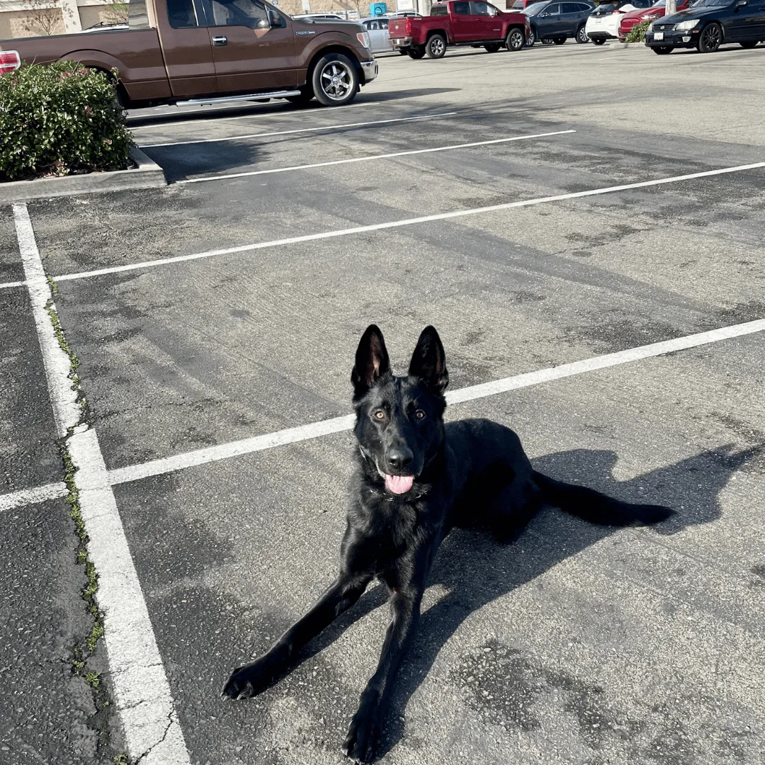 German Shepherd off-leash down-stay | K9 Courage board and train program serving Modesto CA
