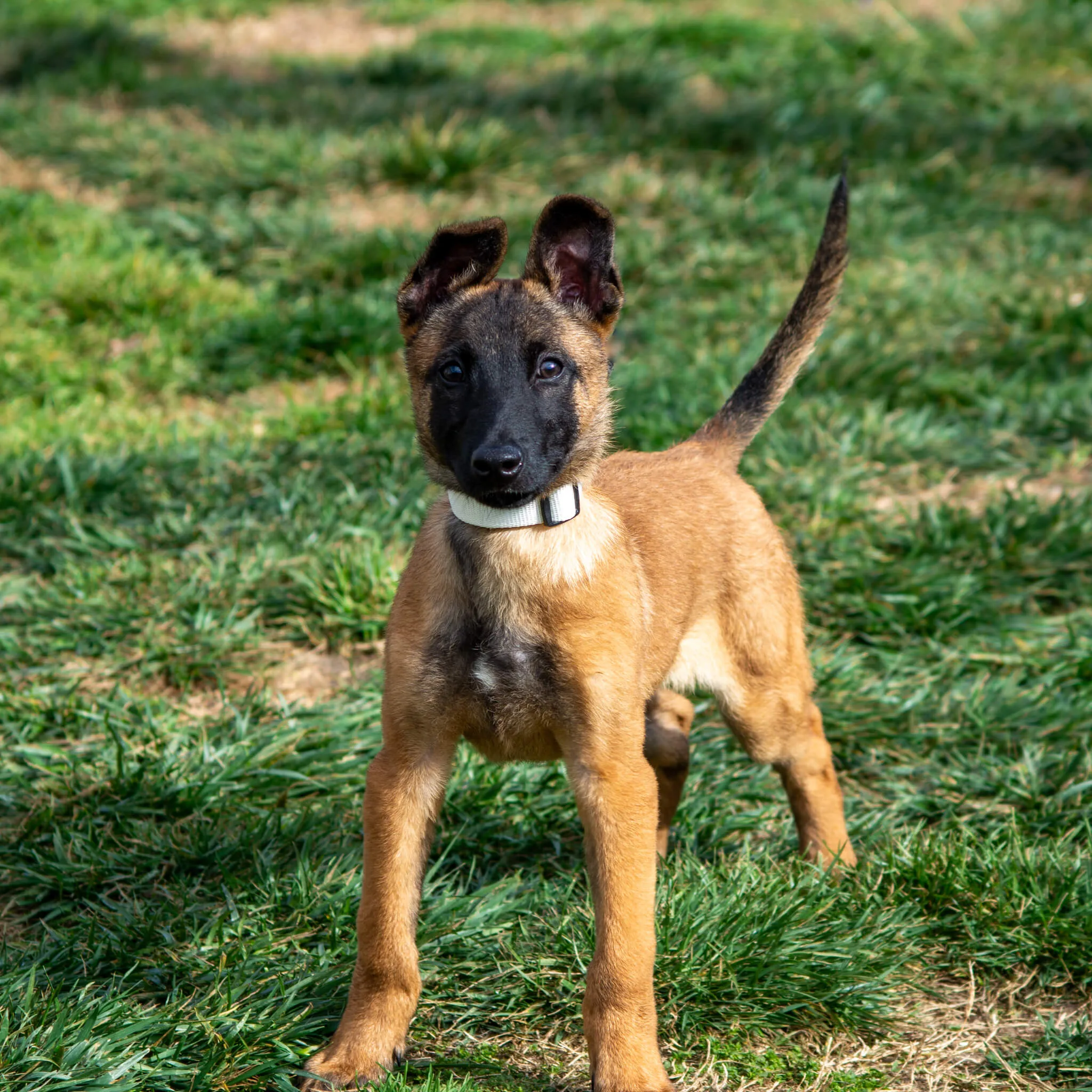 Puppy during foundations training | K9 Courage puppy training for Modesto CA dog owners